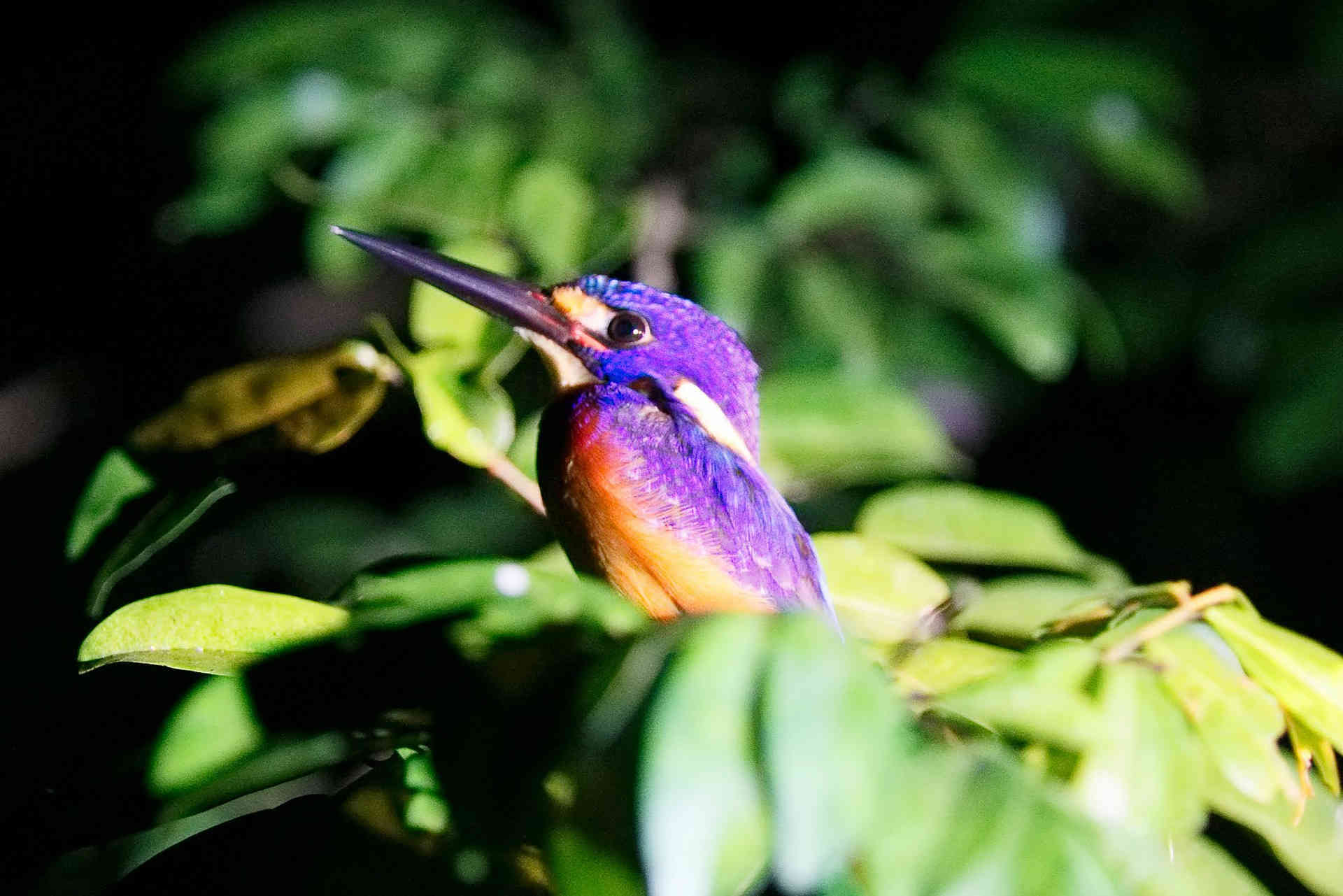 Bird Purple Borneo Malaysia