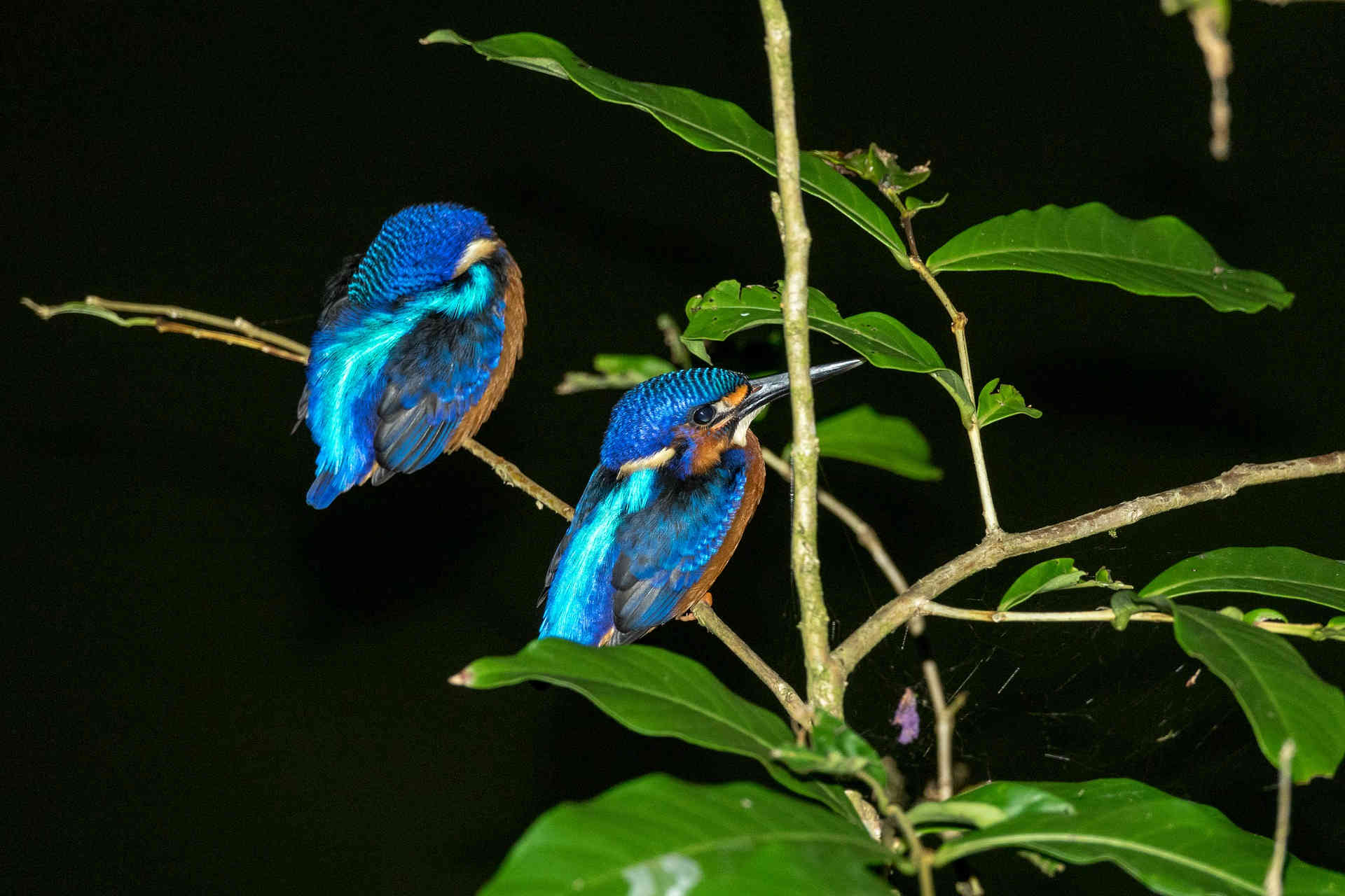 Blue Kingfisher bird in Borneo